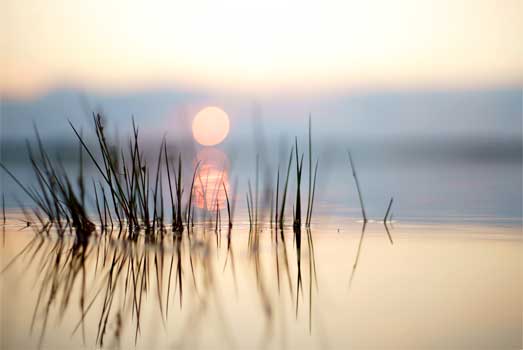 Wassergras im Sonnenuntergang am Senftenberger See bei Fototour Chemnitz