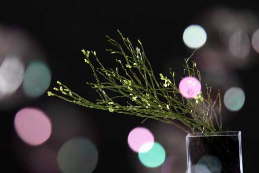Seifenblasen im Gegenlicht fotografiert. Das Motiv ist scharf und die Seifenblasen sind nur Lichtpunkte durch die Unschärfe bei Fotokurse Chemnitz