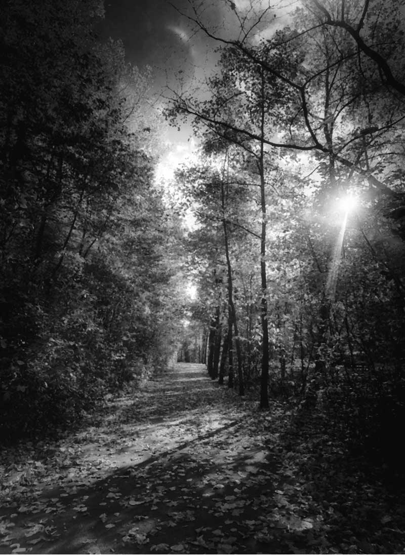 Eine Baumallee in Chemnitz neben dem Südring.