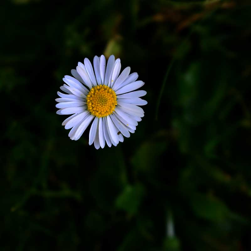 Gänzeblühmchen auf der Wiese.