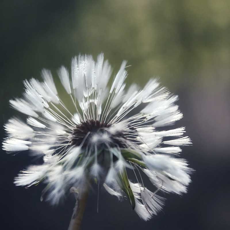 Pusteblume als Kunstobjekt im Fotokurs Chemnitz fotografiert.