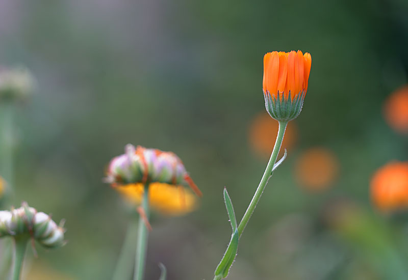 Ringelblumen auf der Wiese beim Fotokurs 50+ in Chemnitz