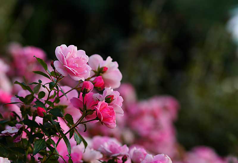 Rosenstrauch im Abendlicht in der Chemnitzer Innenstadt.