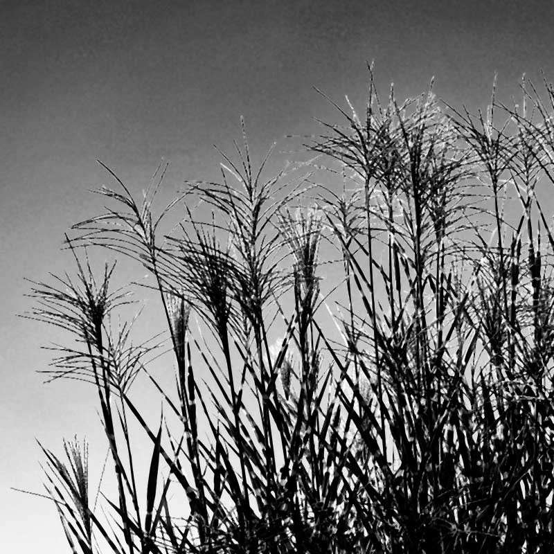 Schilf in schwarz weiß