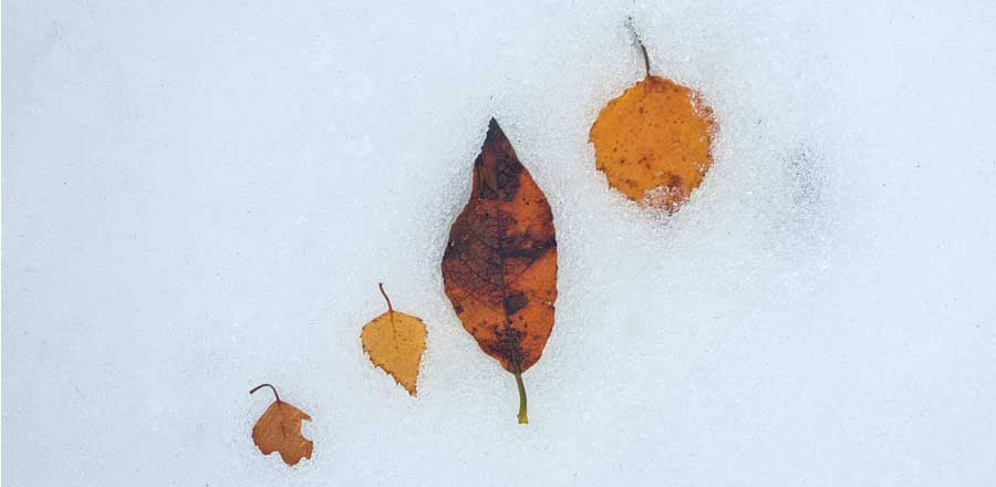 Blätter im Schnee beim Kinder-Kreativ-Fotokurs