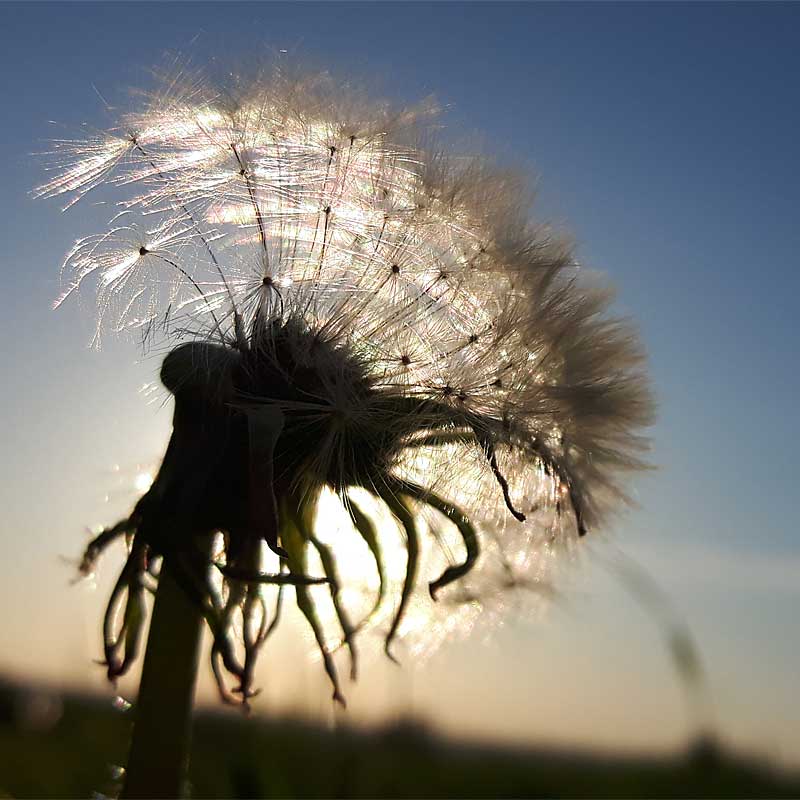 Im Gegenlicht fotografierte Pusteblume.