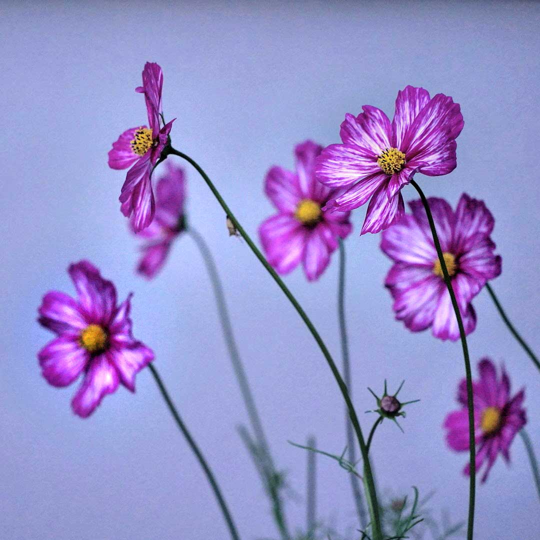 Blumen im Abendlicht beim Fotokurs Chemnitz